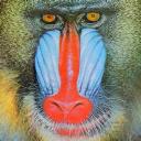 mandrill